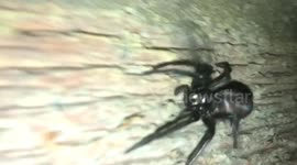 Big spider in kent