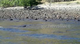 Sharks congregating near a freshwater spring to get rid of parasites