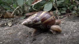 Snail slithers at a snails pace