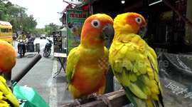 Parakeets have communal grooming session