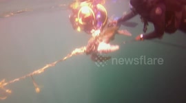 Divers rescue turtle trapped in fishing rope in Oman