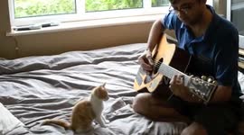 KITTEN PATIENTLY WATCHING ME PLAY GUITAR