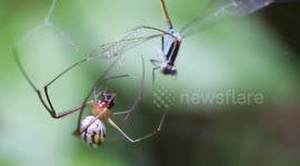 orchard orbweaver spider with his Dragonfly meal