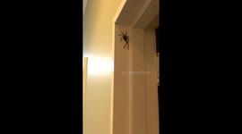 Natt and adam vs Spiders. Please send help. Living in Australia is officially too hard. Rip rip rip https://t.co/IiOv4yKh5o