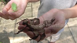 Man handles leaf insect, stick insect and a millipede