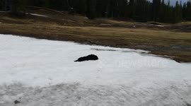 playful dog