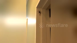 Newsflare Edit - Natt and adam vs Spiders. Please send help. Living in Australia is officially too hard. Rip rip rip https://t.co/IiOv4yKh5o