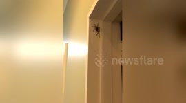 Australian resident confronts huge spider in his home