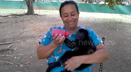 Young Howler Monkey Drinks Her Power Smoothie