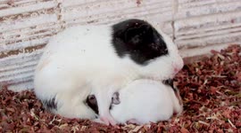 Guinea pig mom can barely stay awake