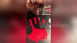 Newsflare Edit - Fidget Spinner vs Yorkie
