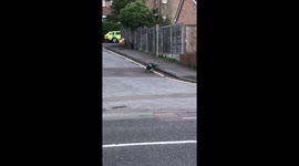 Why did the peacock cross the road?