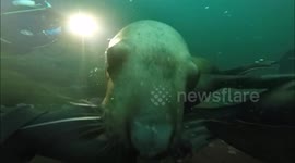 Diving with Sea Lions Hornby Island Jan 8, 2017