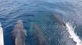 Galapagos Dolphins racing boat for fun