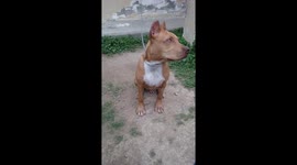 Pitbull pups shakes Paw with me