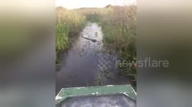 Alligator attacks air boat in Florida
