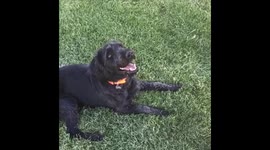 Dog Bites Water in Slow Motion