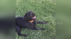 Newsflare Edit - Dog Bites Water in Slow Motion