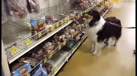 This is what dog heaven looks like