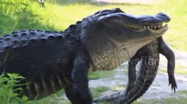 Huge alligator eats smaller alligator in Florida