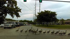 Twenty young geese cause traffic jam on US road