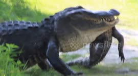 Huge alligator eats smaller alligator in Florida