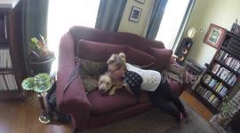 Dog gets overly excited when reunited with owner