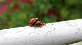 Ladybird LURRRVE!