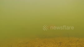 Bream Feeding | Underwater Footage