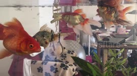 Injured pet fish is able to swim again after receiving a floating harness