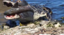 Huge alligator devours algae eater in Lakeland, FL