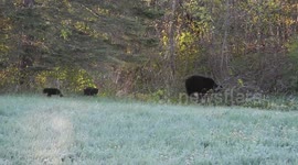 Triplet bear cubs play in garden