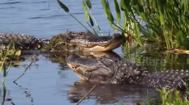 Two massive gators bellowing