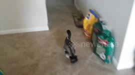 Excited pet duck won't leave his owner after he came home from school