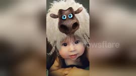 Newsflare Edit - What Does A Sheep Do?