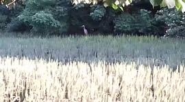Heron Bird on the River 1