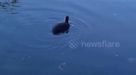 The Hen Chicken Family on River with chick Hens