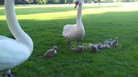 Swan Family On Hot Day