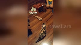 Kitten Meets Bearded Dragon For the First Time