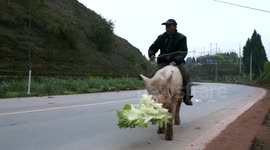 Farmer rides pig along busy road in China's Chongqing