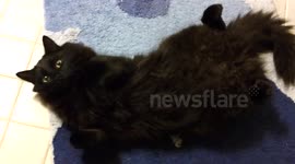 Relaxing cat