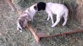 Best Buddies