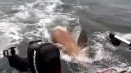 Killer whales attack sea lions