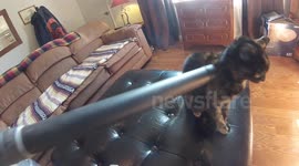 Our weird cat loves to be vacuumed