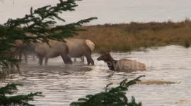 Elk Love the Oregon Coast!