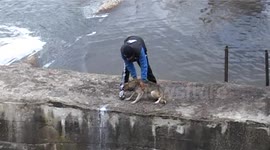 Dog Is happy after being rescued from certain death
