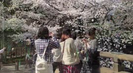 Sakura, Cherry Blossoms, in Tokyo 2014