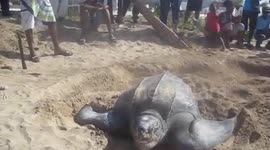 Large Leatherback Turtle on St. Lucia Beach