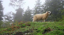 dartmoor sheep ,Britain’s most ancient of breeds.