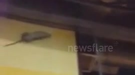 Rat caught in NYC Dunkin' Donut store window